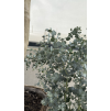 Eucalyptus gunnii Royal