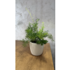 Asparagus Sprengeri