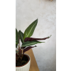 Calathea - kalatea