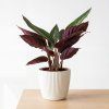 Calathea - kalatea
