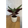 Calathea - kalatea
