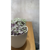 Asparagus Sprengeri