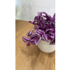 Tradescantia - Pink Paradise - voděnka