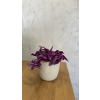 Tradescantia - Pink Paradise - voděnka