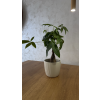 Pachira aquatica – vodní kaštan