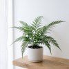 Asplenium parvati
