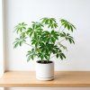 Schefflera luseana – Šeflera luseana