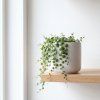 Peperomia prostrata 'String of Turtles' baby