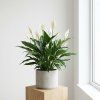 Spathiphyllum bingo cupido
