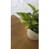 Epipremnum aureum 'Marble Queen'