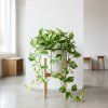 Epipremnum aureum 'Marble Queen'