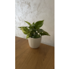 Epipremnum aureum 'Marble Queen'