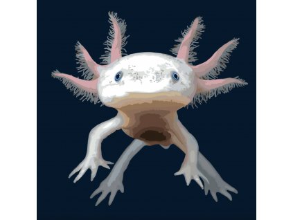 Malování podle čísel - AXOLOTL MEXICKÝ