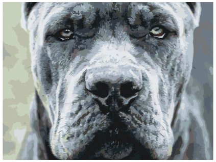 Malování podle čísel - CANE CORSO