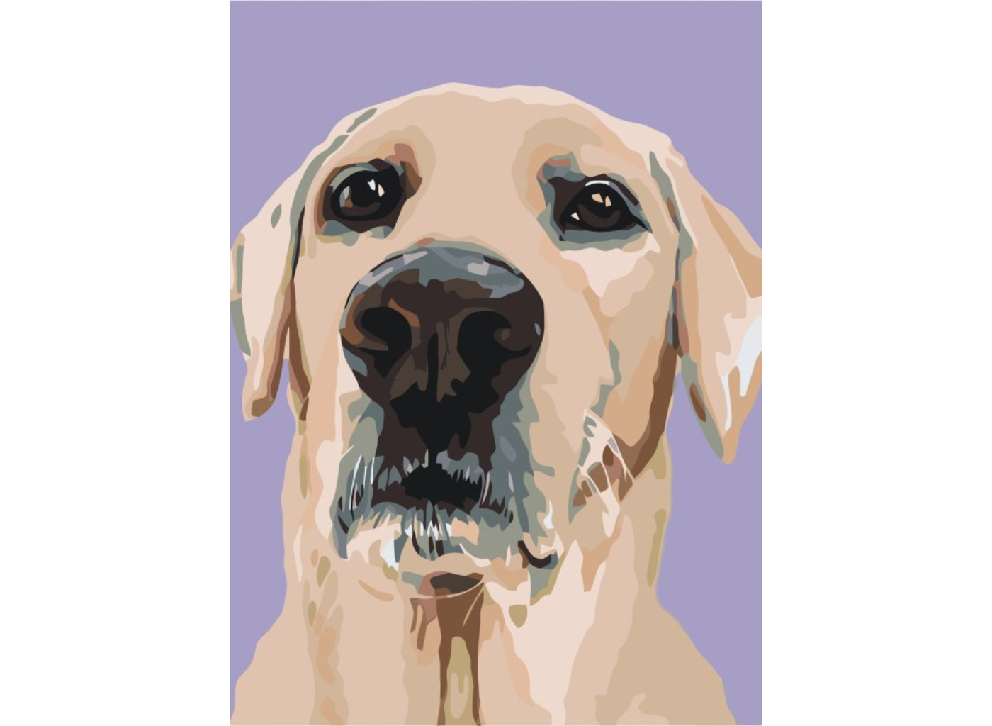 MALUJEŠ Malování podle čísel - LABRADORSKÝ RETRÍVR Rozměr: 30x40 cm, Rámování: vypnuté plátno na rám