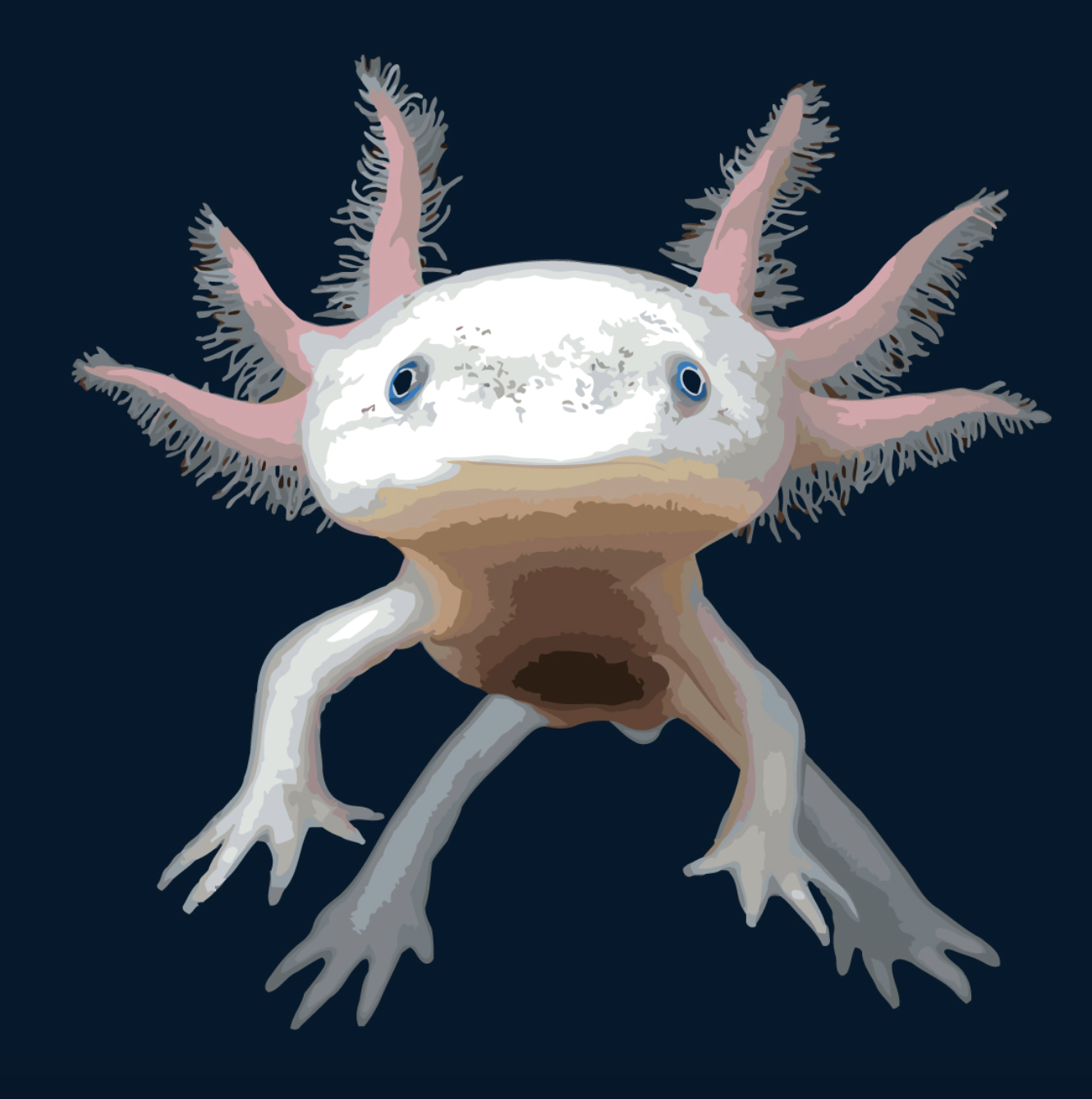 MALUJEŠ Malování podle čísel - AXOLOTL MEXICKÝ Rozměr: 40X40 cm, Rámování: vypnuté plátno na rám