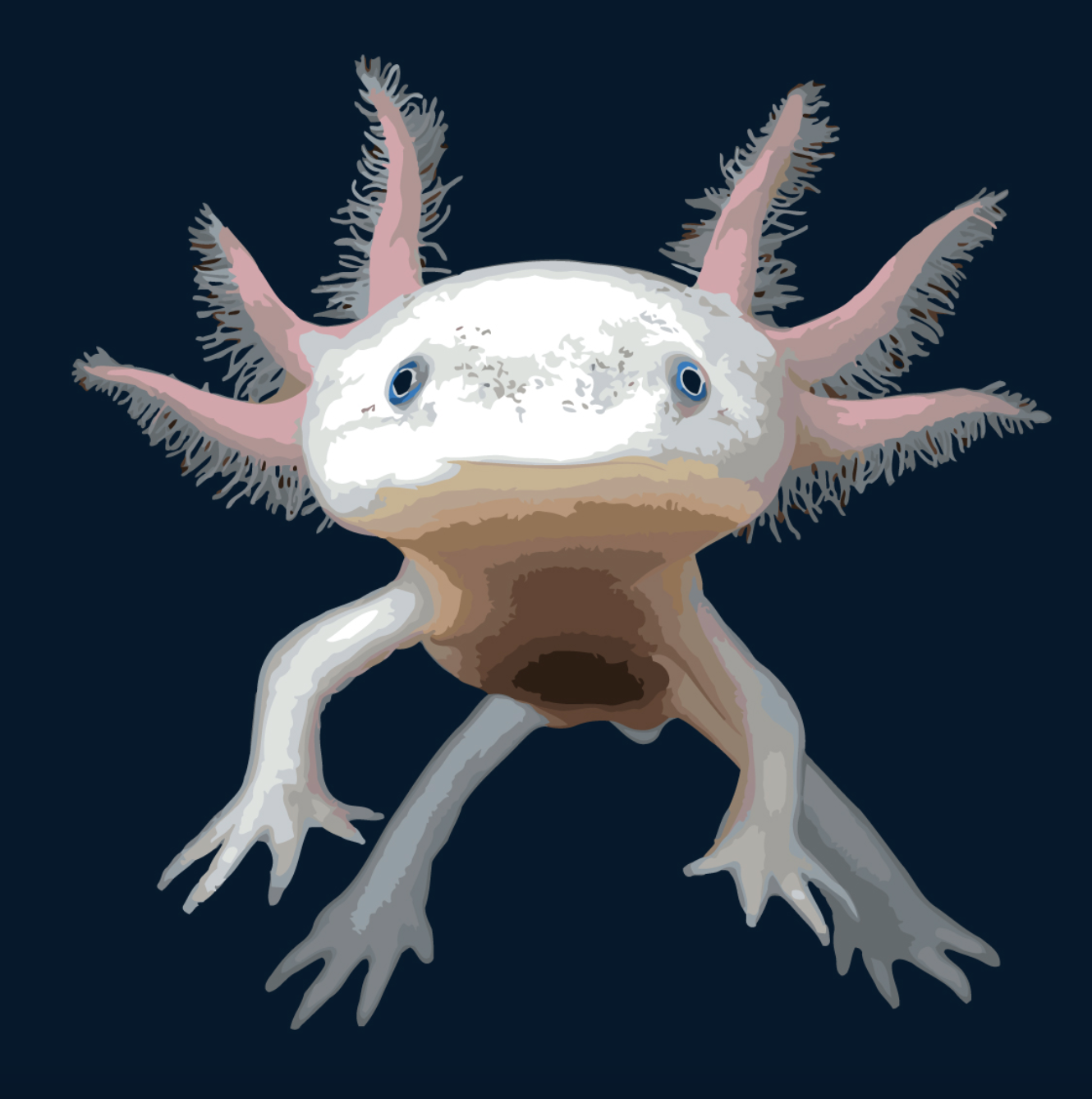 Levně Malování podle čísel - AXOLOTL MEXICKÝ Rozměr: 50x50 cm, Rámování: vypnuté plátno na rám