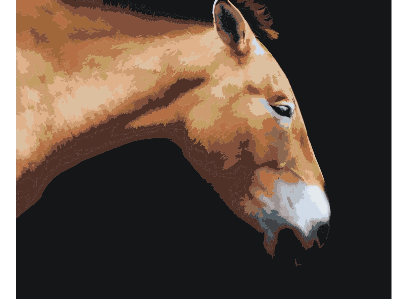 MALUJEŠ Malování podle čísel - OBRAZY OD ELISE - KŮŇ Rozměr: 60x80 cm, Rámování: bez rámu a bez vypnutí plátna