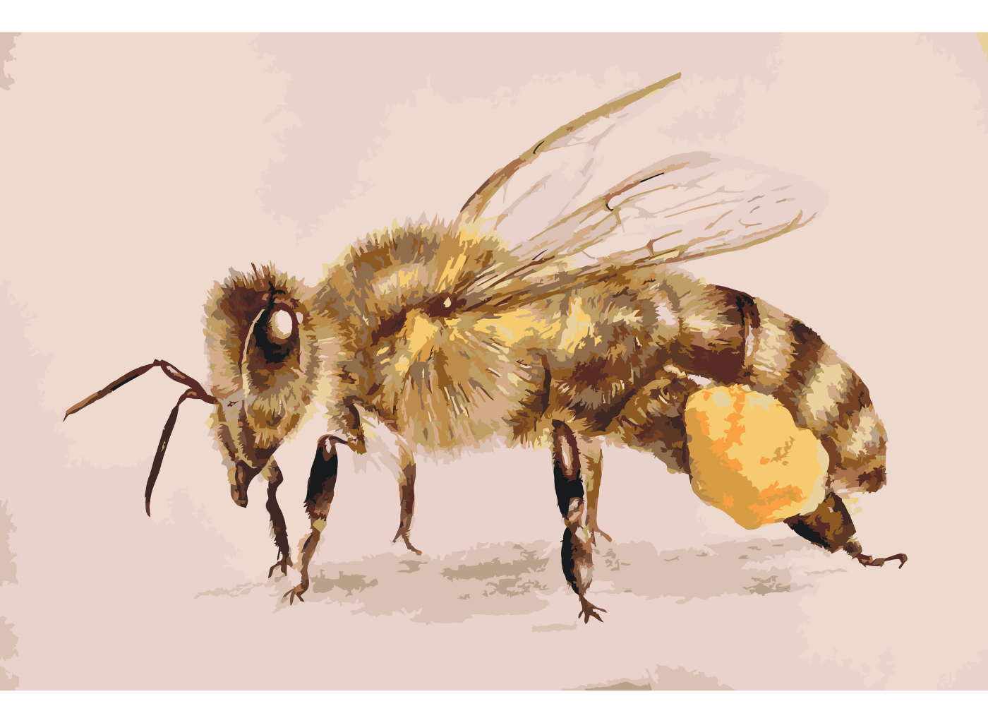 MALUJEŠ Malování podle čísel - VČELKA by LOUISE ART Rozměr: 40x60 cm, Rámování: bez rámu a bez vypnutí plátna