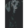 Malování podle čísel - ČERNOBÍLÝ PES (Rozměr 60x80 cm, Rámování vypnuté plátno na rám)