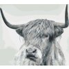 Malování podle čísel - ČERNOBÍLÝ BUVOL PŘÍMÝ POHLED (Rozměr 60x80 cm, Rámování vypnuté plátno na rám)