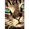 Malování podle čísel - KOČKA A MODROZELENÉ OČI (Rozměr 60x80 cm, Rámování vypnuté plátno na rám)