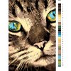Malování podle čísel - KOČKA A MODROZELENÉ OČI (Rozměr 60x80 cm, Rámování vypnuté plátno na rám)