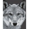 Malování podle čísel - ČERNOBÍLÝ VLK (Rozměr 60x80 cm, Rámování vypnuté plátno na rám)