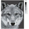 Malování podle čísel - ČERNOBÍLÝ VLK (Rozměr 60x80 cm, Rámování vypnuté plátno na rám)