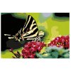 Malování podle čísel - MOTÝL NA KVĚTINĚ (Rozměr 60x80 cm, Rámování vypnuté plátno na rám)