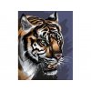 Malování podle čísel - AGNIESZKA MLECZEK - HLADOVÝ POHLED TYGRA