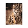Malování podle čísel - STATNÝ TYGR