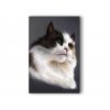 Fotoobraz - AGNIESZKA MLECZEK - TŘÍBAREVNÁ KOČKA