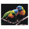 Malování podle čísel - OBRAZY OD ELISE - PÁREČEK PAPOUŠKŮ