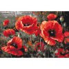 Malování podle čísel - KVĚTY ČERVENÝCH VLČÍCH MÁKŮ II