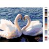Malování podle čísel - LABUTĚ II (Rozměr 60x80 cm, Rámování vypnuté plátno na rám)