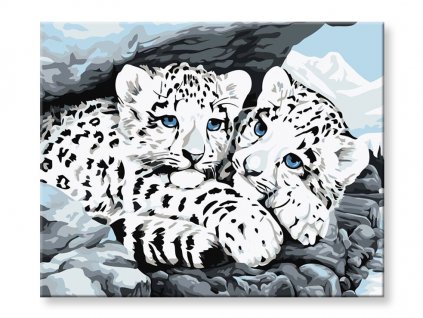 Maľovanie podľa čísel - Biele tigre