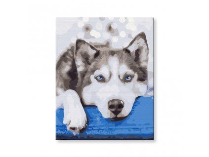 Husky v očekávání