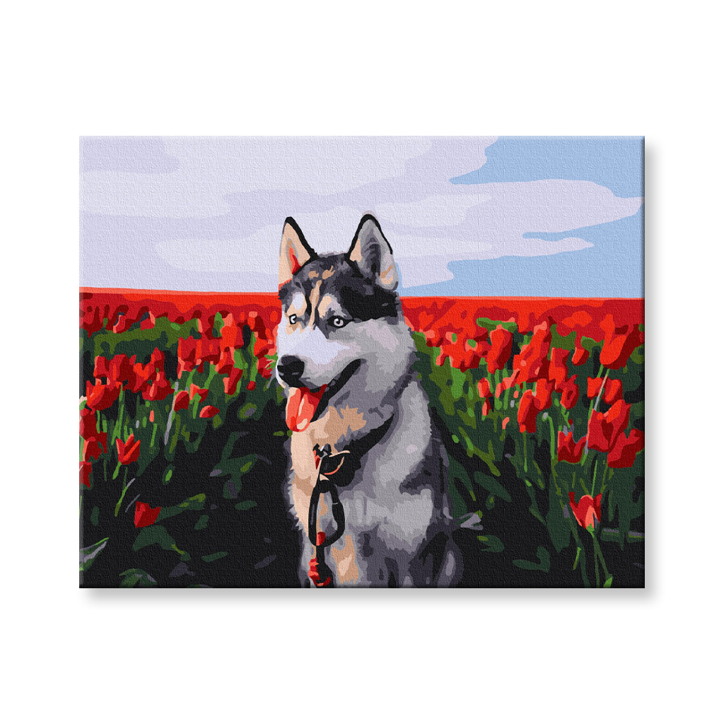 Maľovanie podľa čísel - Husky v poli tulipánov