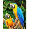 Diamantové maľovanie - Papagáje Ara