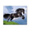 Malování podle čísel Černý kůň
