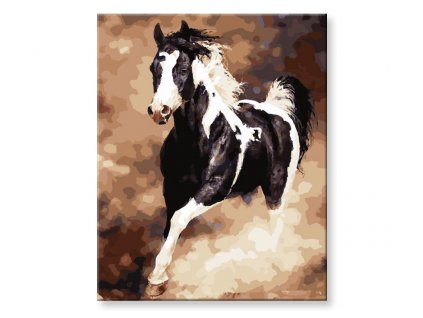 Malování podle čísel - Černobílý kůň