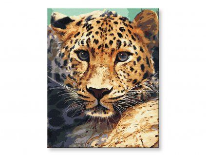 Portrét leoparda