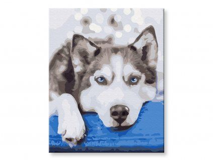 Husky v očekávání