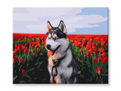 Husky v poli tulipánů