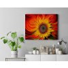 Malování podle čísel - Slunečnice