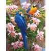 Obraz malování podle čísel papušci Ara