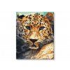 Portrét leoparda