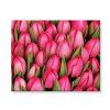 Malování podle čísel Růžové tulipány