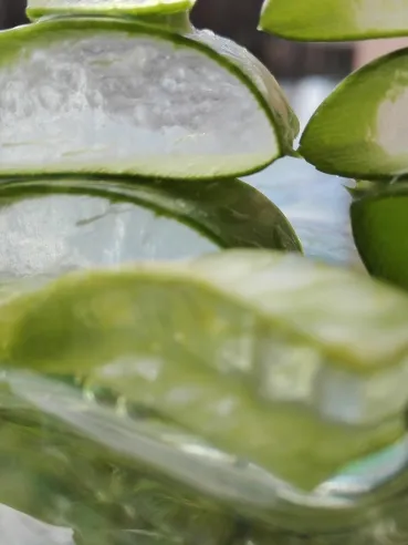 Čo je Aloe Vera?